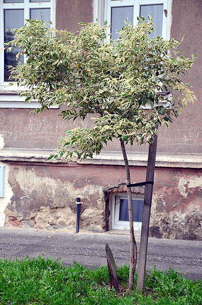drzewko0239