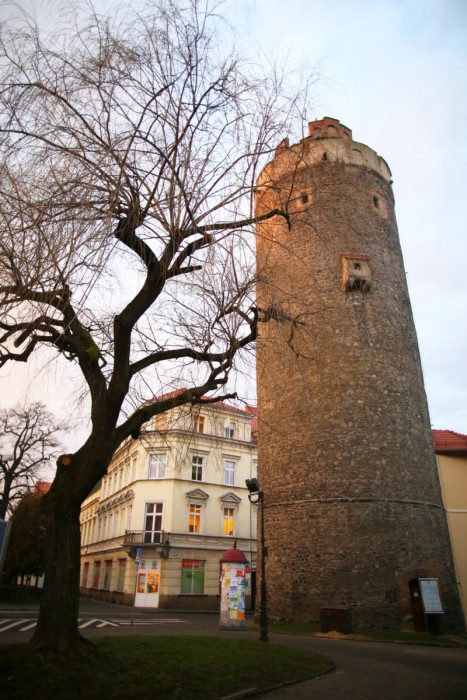 Wierzba obok baszty to już historia. Jej miejsce zajmie buk.