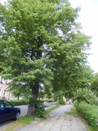 chodnik gryfow
