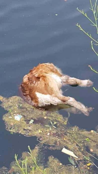 pies 2