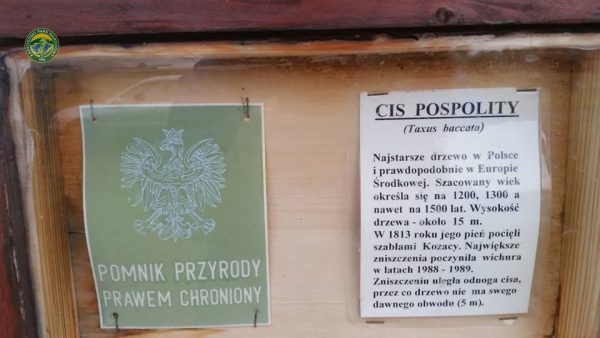 cis_2
