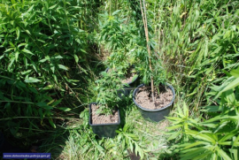 Zlikwidowana plantacja